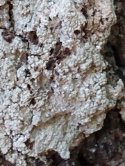 Pertusaria ostiolata