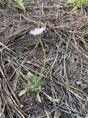 Erigeron flagellaris