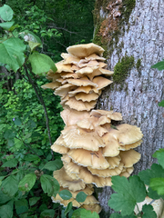 Pleurotus citrinopileatus
