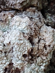 Pertusaria ostiolata