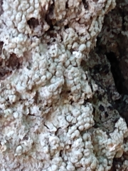 Pertusaria ostiolata