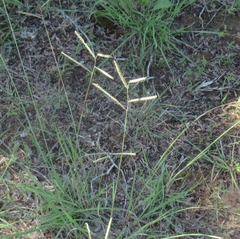 Paspalum plicatulum