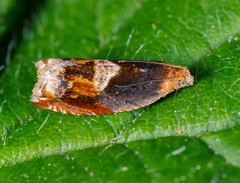 Ancylis muricana