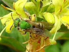 Agapostemon virescens