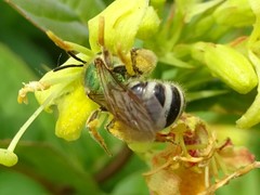 Agapostemon virescens