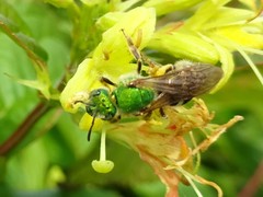 Agapostemon virescens