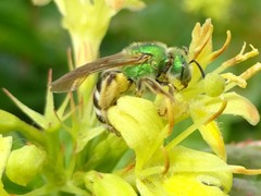 Agapostemon virescens