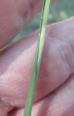 Paspalum plicatulum