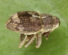 Acoptus suturalis