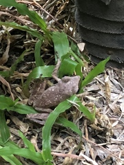 Polypedates leucomystax