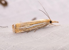 Crambus multilinellus