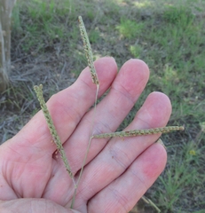 Paspalum plicatulum