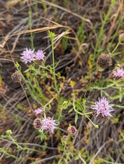 Monardella viminea