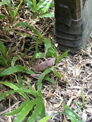 Polypedates leucomystax