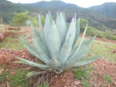 Agave lurida