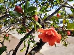 Punica granatum