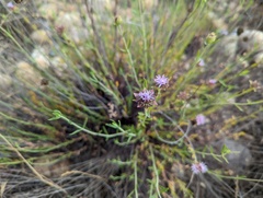 Monardella viminea