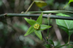 Gonolobus uniflorus