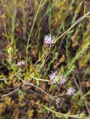 Monardella viminea