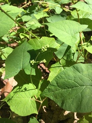 Fallopia cilinodis