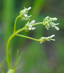 Bifora radians