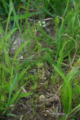 Bifora radians