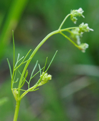 Bifora radians