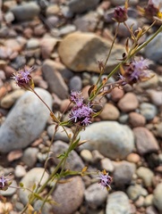 Monardella viminea