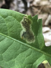 Liriomyza taraxaci