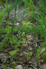 Bifora radians