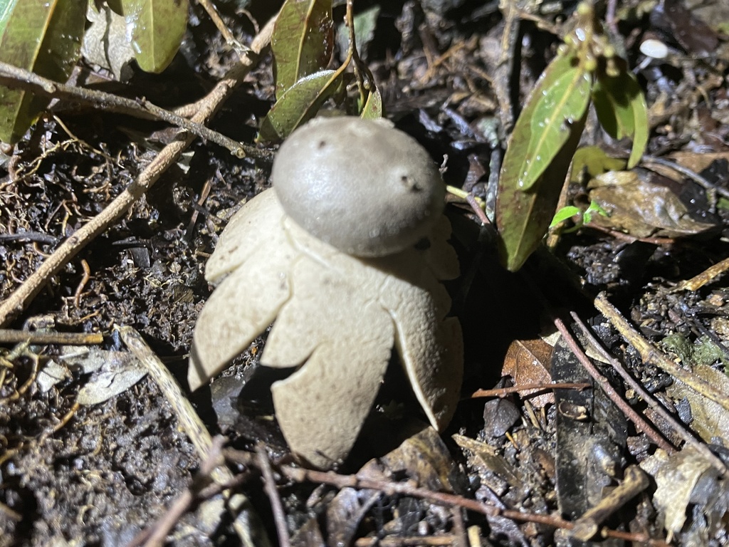 Myriostoma calongei · May 2022 · photo: © gabriellaufer (iNaturalist, cc0)