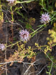 Monardella viminea