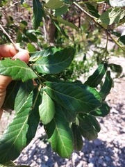 Quercus mexicana