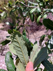 Quercus mexicana