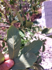 Quercus mexicana