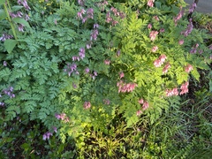 Dicentra eximia