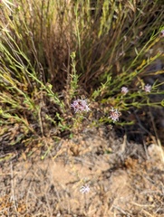 Monardella viminea