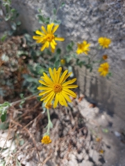 Heterotheca mucronata
