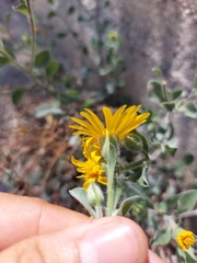 Heterotheca mucronata