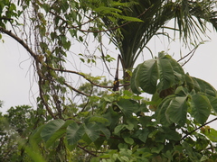 Icterus prosthemelas