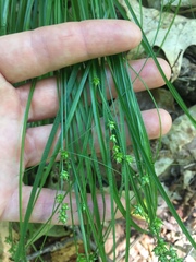 Carex rosea