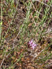 Monardella viminea