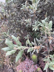 Quercus