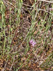 Monardella viminea