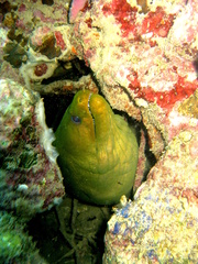 Gymnothorax funebris