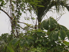 Icterus prosthemelas