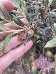 Quercus
