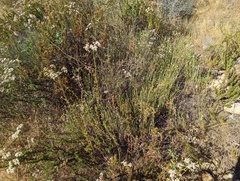 Monardella viminea