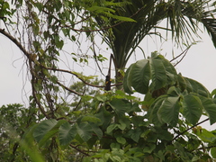 Icterus prosthemelas