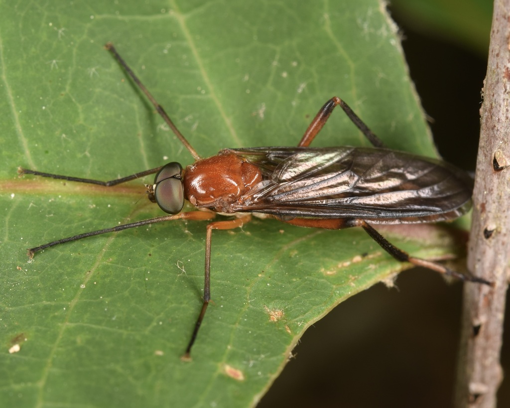 Dialysis fasciventris